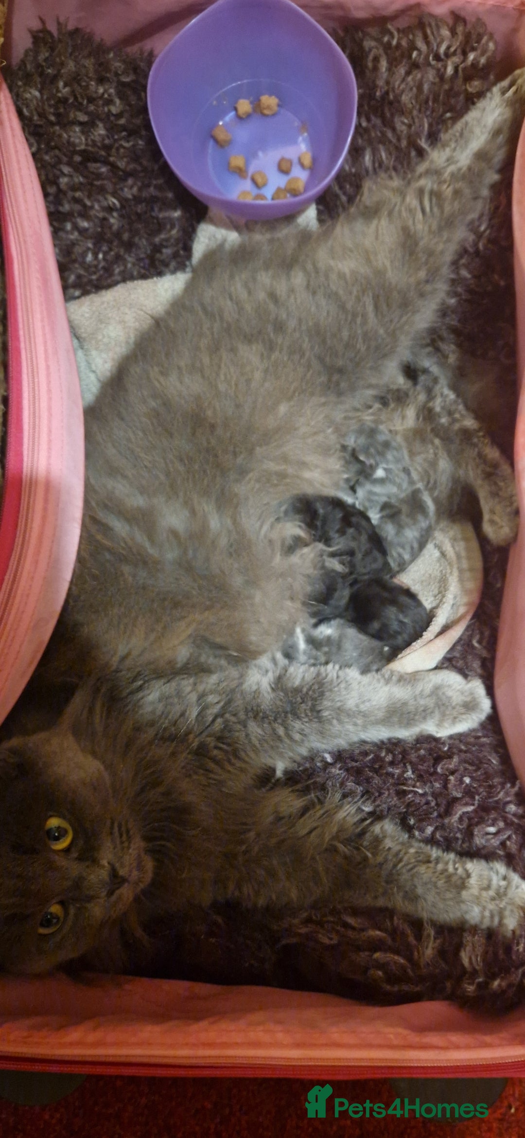 Mixed Breed cats for sale: Beautiful kittens  - Image 15