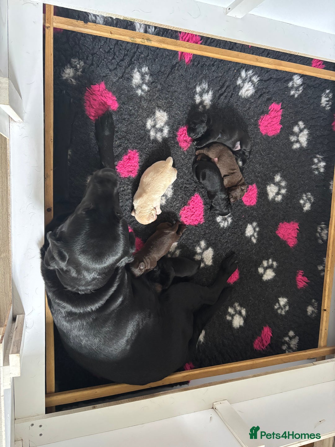 Labrador Retriever dogs for sale: KC reg Labrador puppies handled by children  - Image 18