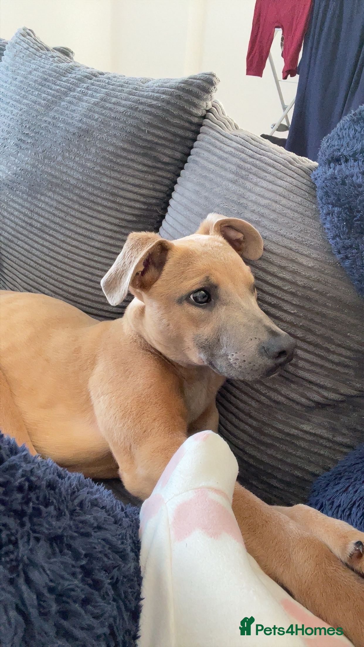 Mixed Breed dogs 5 Month Old Puppy For Rehoming - Advert 1