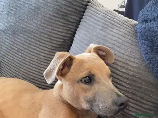 Mixed Breed dogs 5 Month Old Puppy For Rehoming - Advert 1