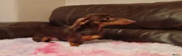 Miniature Dachshund dogs for stud: 3.5kg stunning Miniature Dachshund for Stud  - Advert 1
