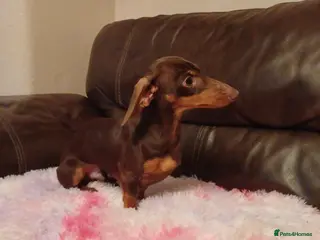 Miniature Dachshund dogs 3.5kg stunning Miniature Dachshund for Stud - Advert 1