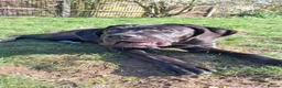 Cane Corso dogs for sale: Female cane corso  - Advert 4