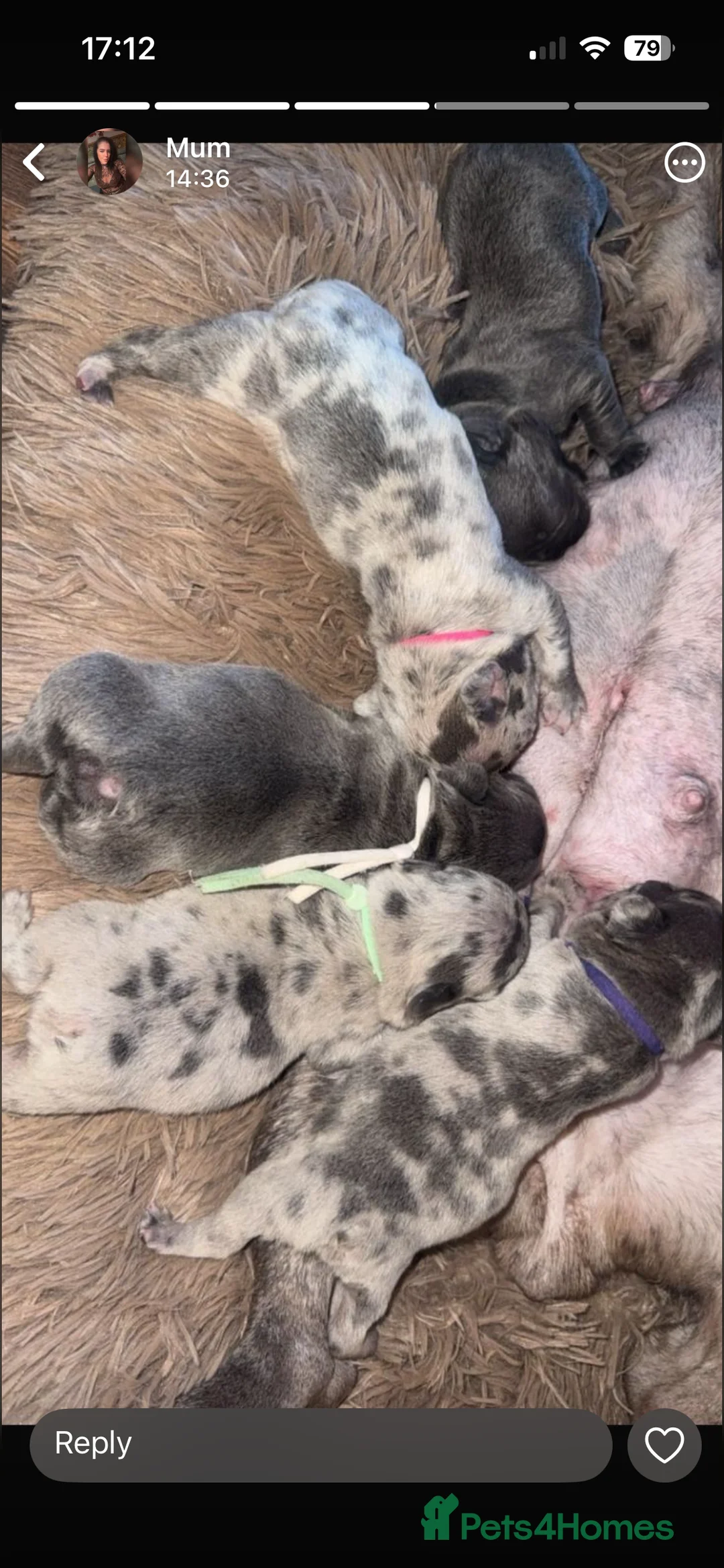 French Bulldog dogs for sale: 10 french bulldog puppies  in Romford - Advert 2