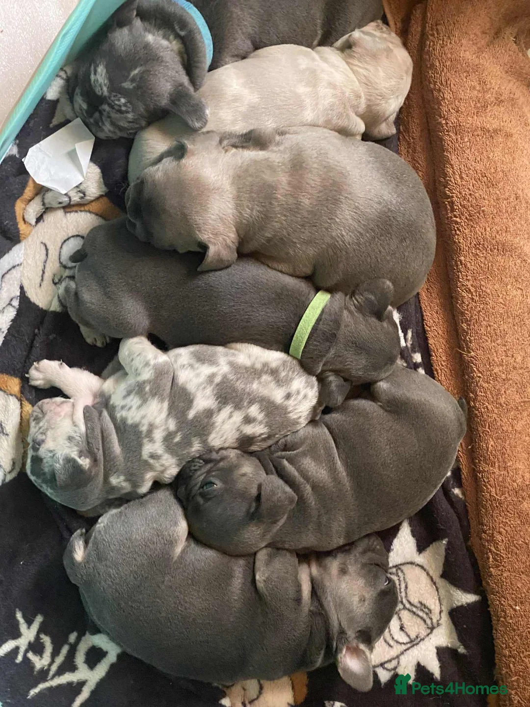 French Bulldog dogs for sale: Fawn Merle French Bulldog Puppies for sale - Advert 2