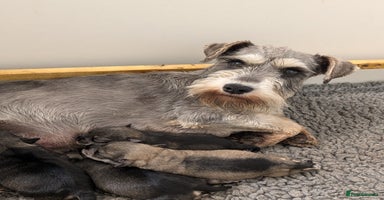 Miniature Schnauzer dogs - Advert 4