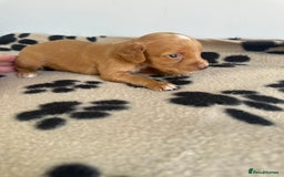 Cocker Spaniel dogs for sale: Working Cocker spaniel puppies  - Image 6