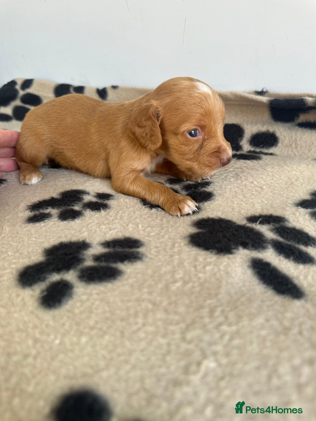 Cocker Spaniel dogs for sale: Working Cocker spaniel puppies  - Image 6