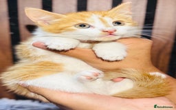 Mixed Breed cats for sale: 🎃 4 Pumpkin Gingers & 2 Phantom Kittens 👻 - Image 11