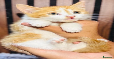 Mixed Breed cats - Advert 3