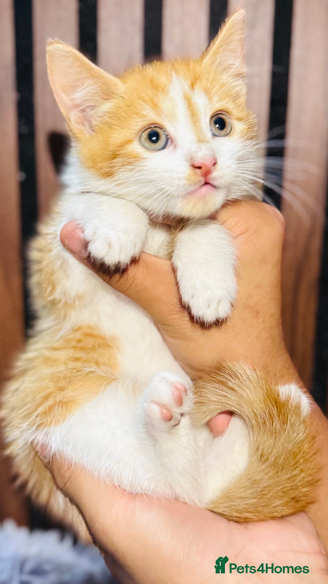 Mixed Breed cats for sale: 🎃 4 Pumpkin Gingers & 2 Phantom Kittens 👻 - Image 11