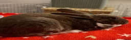 Rex rabbits for sale: Mini Rex Rabbit Male in Nottingham - Advert 2