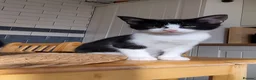 Mixed Breed cats for sale: 4 tuxedo black/white cuties looking for a home - Advert 25