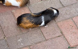 Mini Lop rabbits for sale: beautiful mini lops ready for new homes  - Image 4