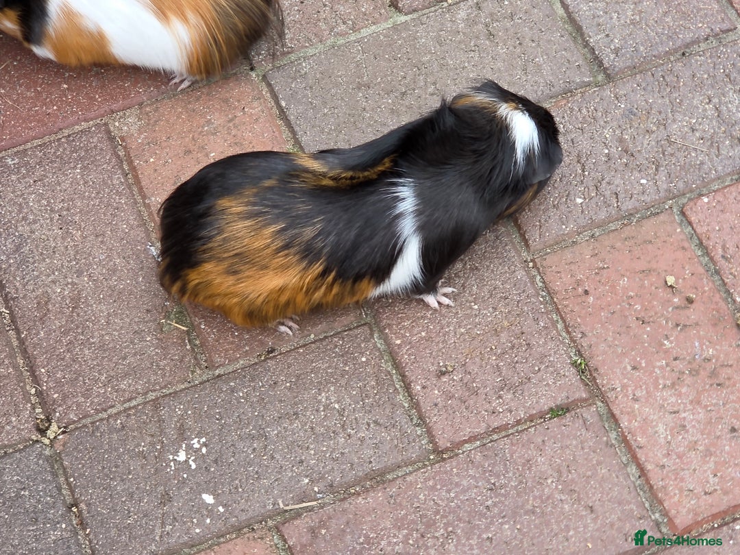 Mini Lop rabbits for sale: beautiful mini lops ready for new homes  - Image 4