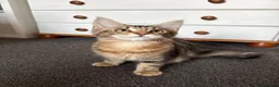 Maine Coon cats for sale: Maine Coons Kittens Ready to leave  in Salford - Advert 11