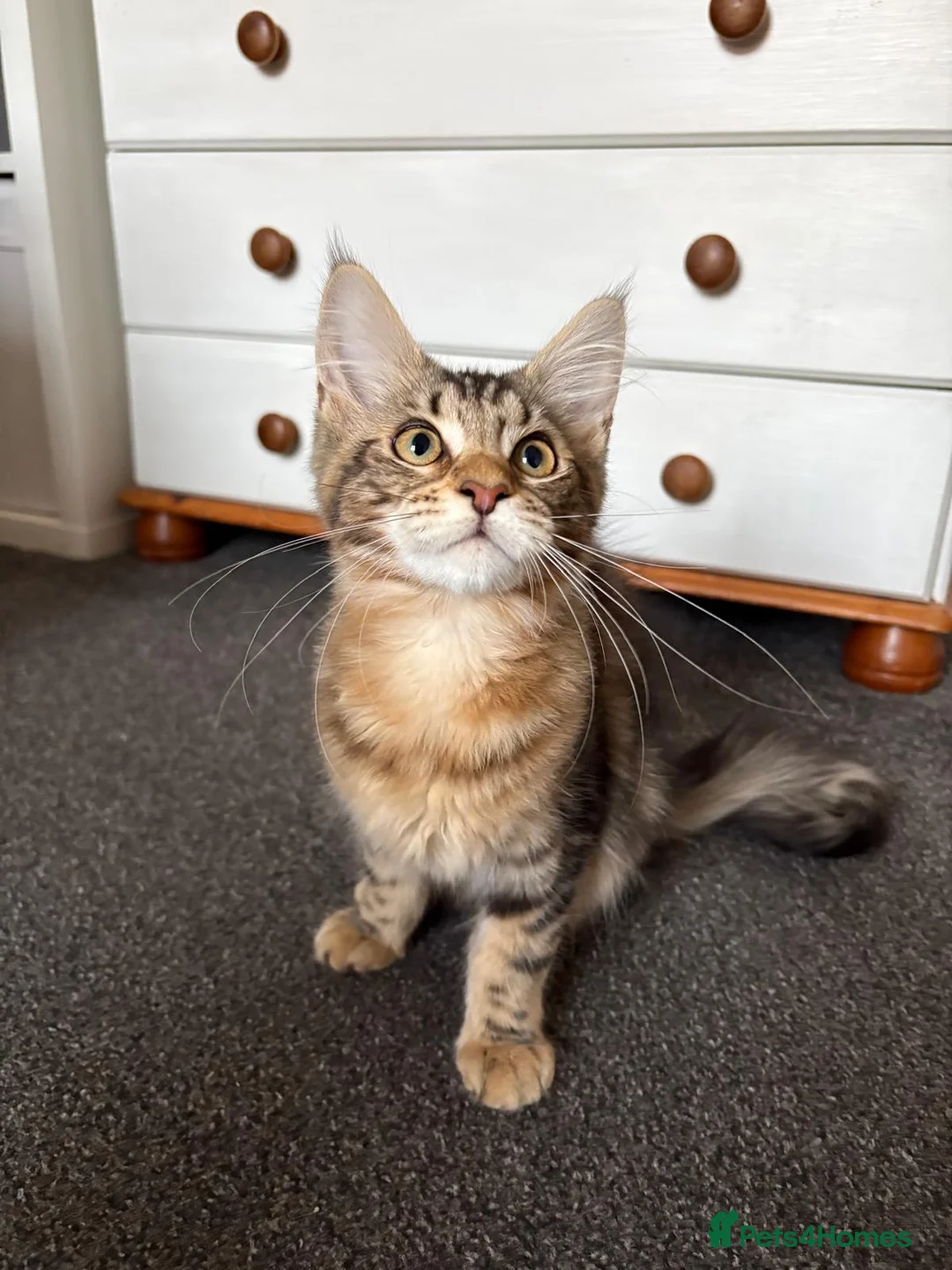 Maine Coon cats for sale: Maine Coons Kittens Ready to leave  in Salford - Advert 11