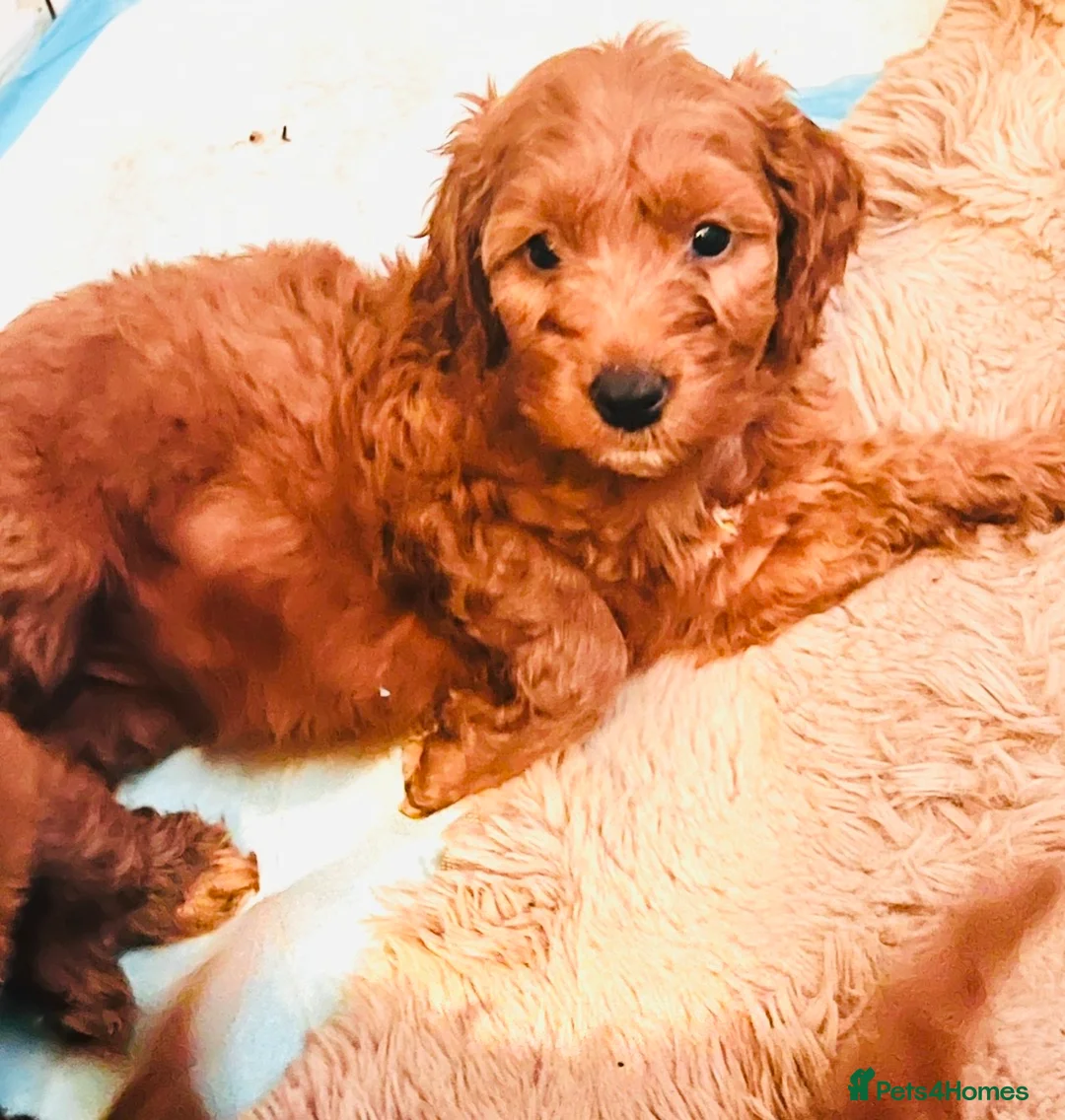 Cockapoo dogs for sale: Stunning 🐶 Cockapoo Puppies - Advert 20
