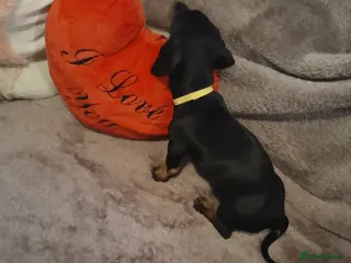 Dachshund dogs Adorable dachshund puppies - Advert 3