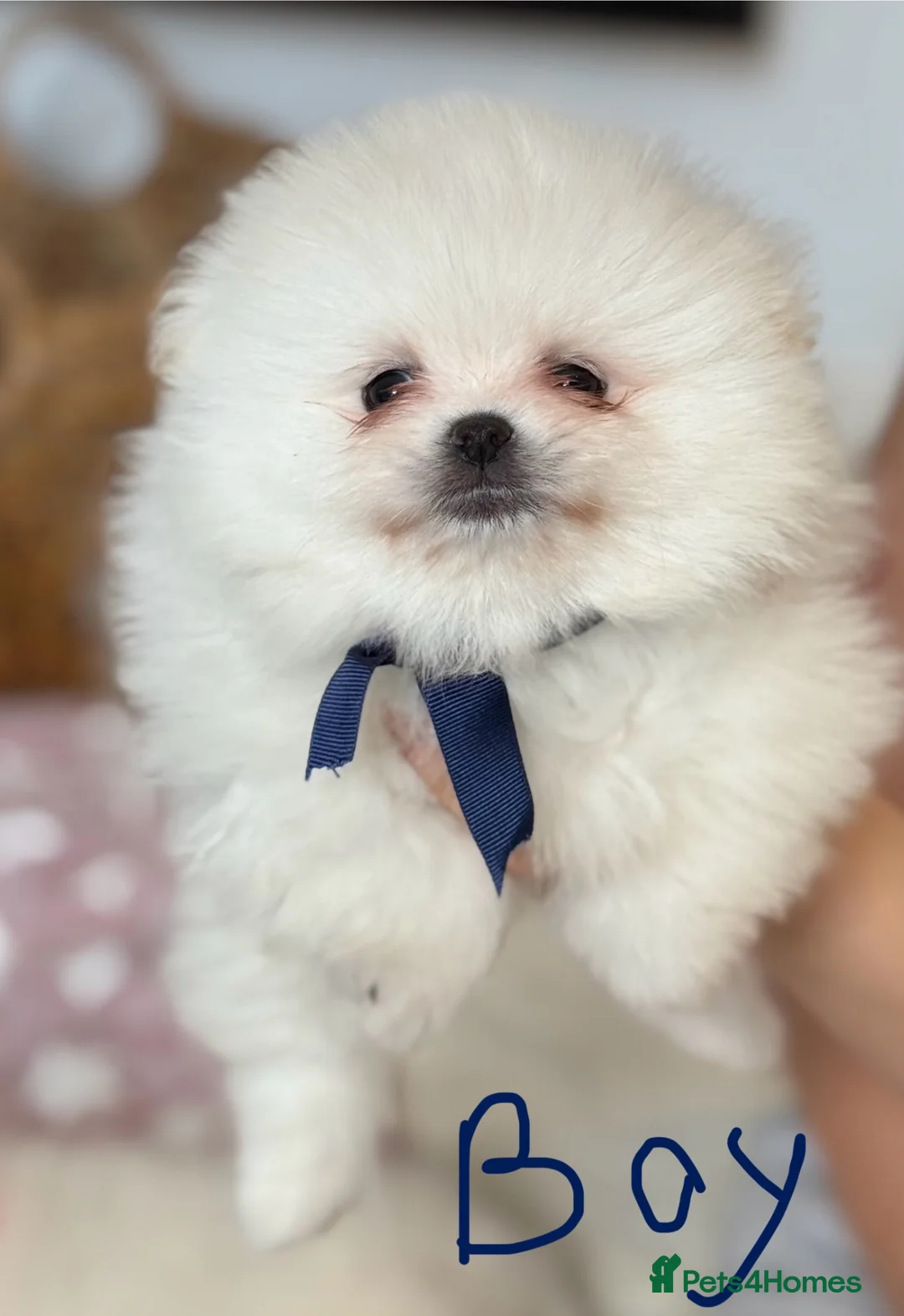 Pomeranian dogs for sale: Pure Pomeranian Puppies  - Advert 2