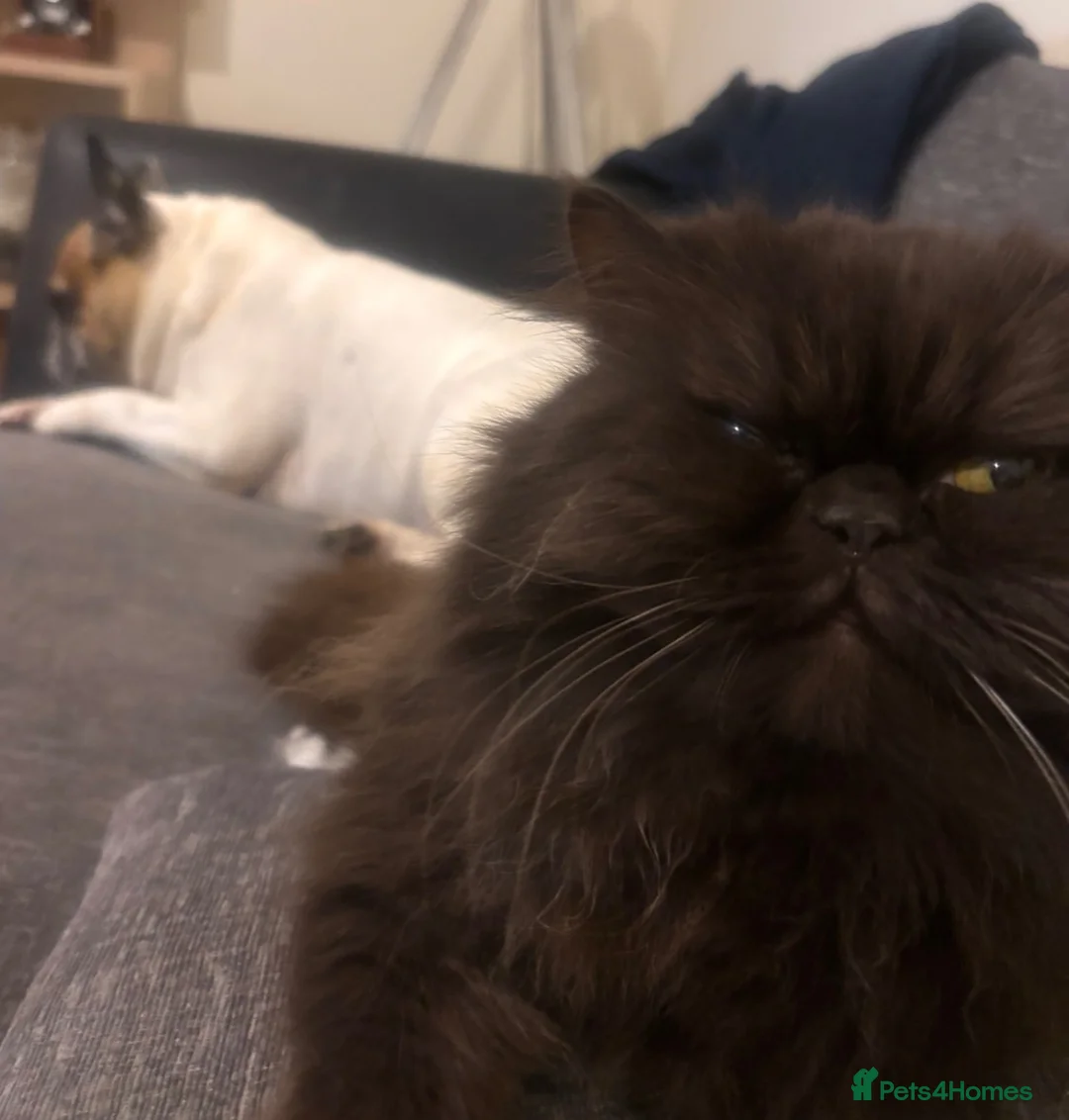 Persian cats for sale: Male Persian cat in Glasgow - Advert 1