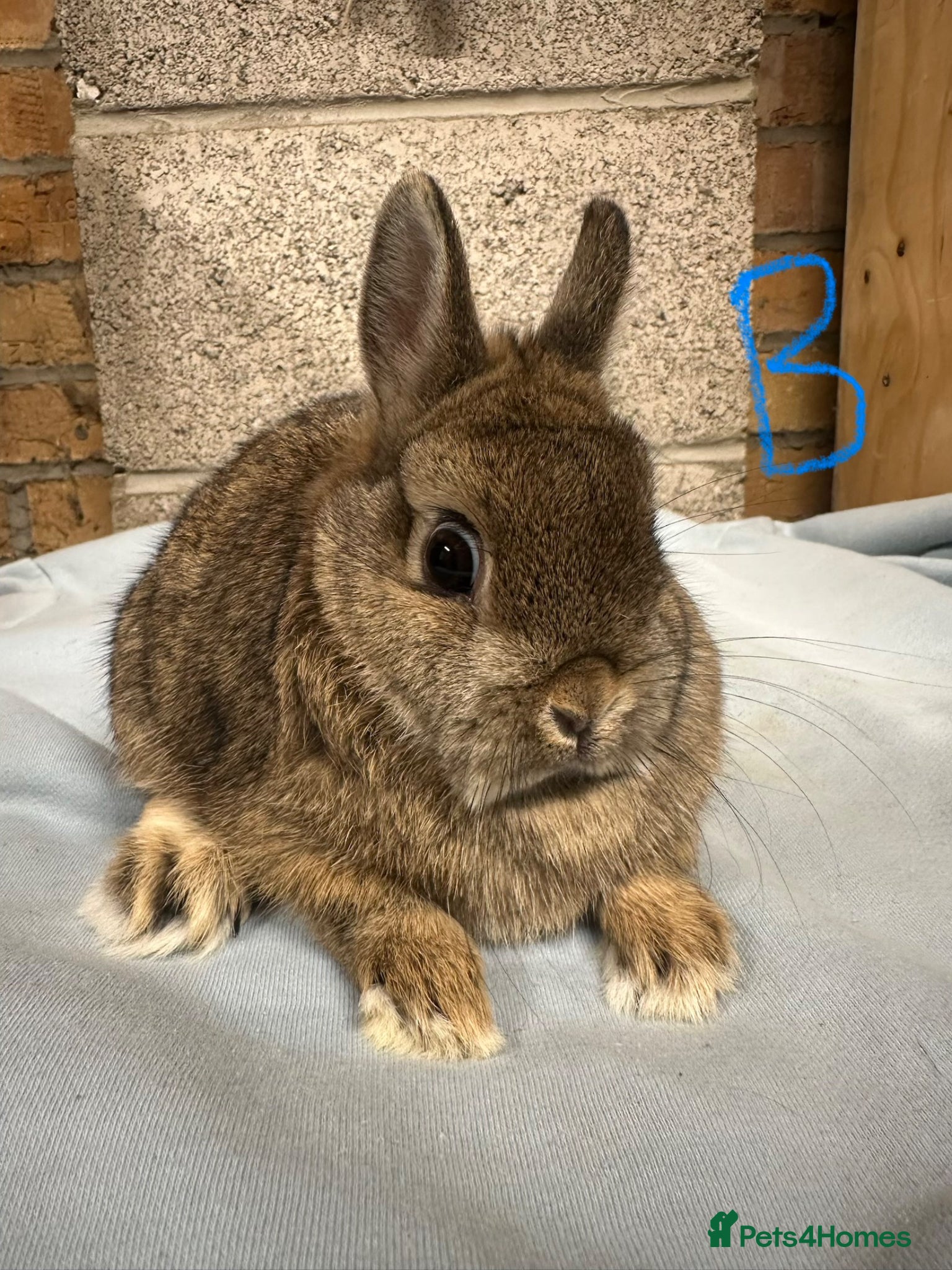 Netherland Dwarf rabbits Pair of Netherland Dwarf Rabbits for sale  - Advert 24