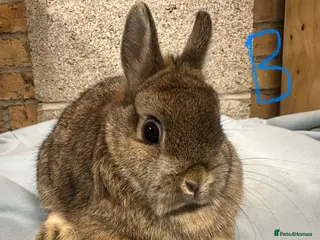 Netherland Dwarf rabbits Pair of Netherland Dwarf Rabbits for sale - Advert 24