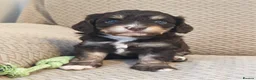 Cavapoo dogs for sale: STUNNING RARE CHOCOLATE CAVAPOO PUPPIES  - Advert 4