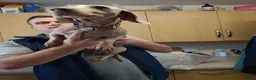 Miniature Dachshund dogs for adoption: STEFAN, a Superb S-H Sausage Boy for a Loving Home in Grantham - Advert 8