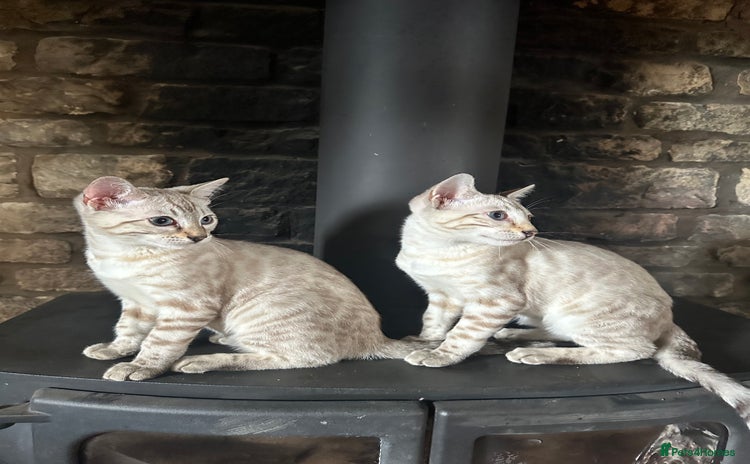 Bengal cats - Advert 1