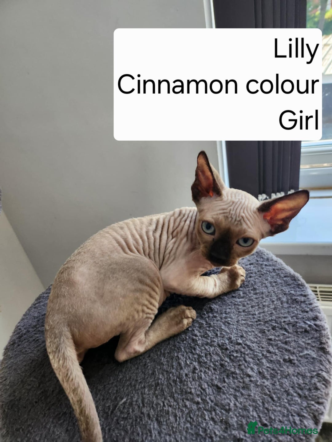 Sphynx cats for sale: REDUCED Ready now qualityTica Canadian kittens - Image 5