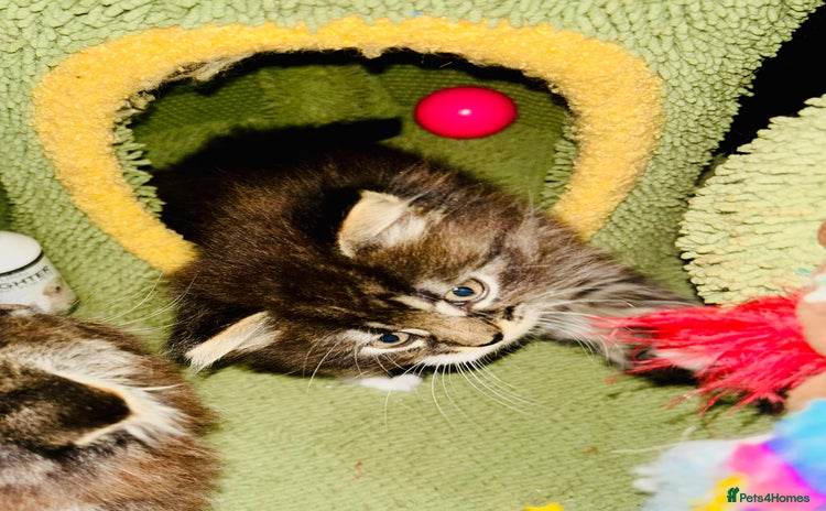 Scottish Fold cats - Advert 12