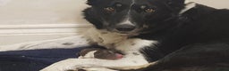 Border Collie dogs for sale: The Eagle has Landed - Advert 2