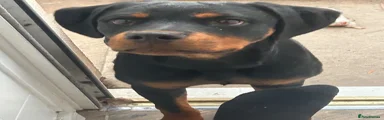 Rottweiler 2