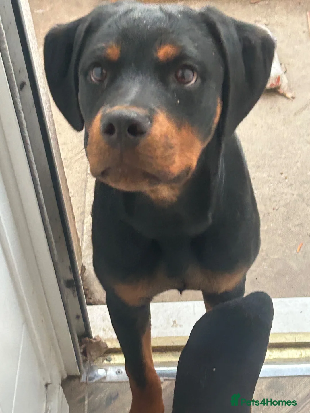 Rottweiler dogs for sale: 6 MONTH BOY ROTWEILLER  - Advert 4