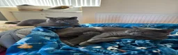 British Shorthair cats for sale: Brother and Sister  in Birmingham - Advert 3