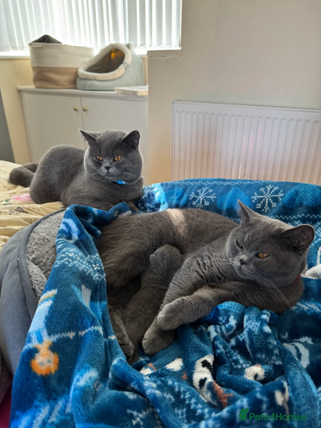 British Shorthair cats for sale: Brother and Sister  in Birmingham - Advert 3