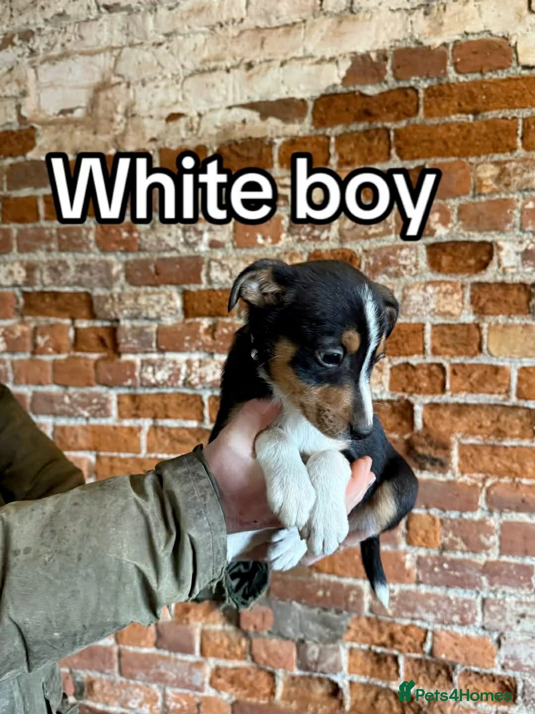 Mixed Breed dogs for sale: Collie pups for sale, ready now  - Advert 10