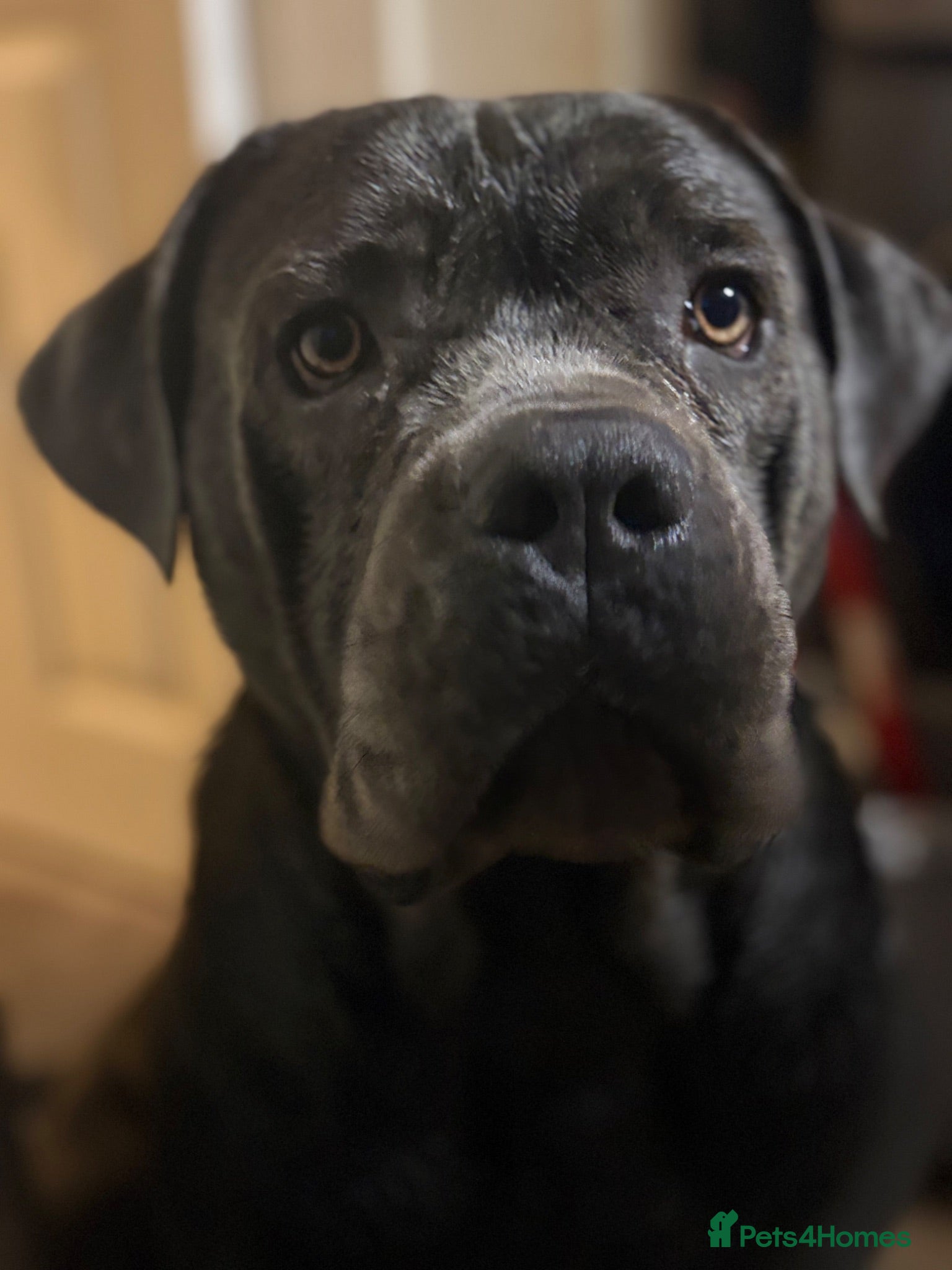 Cane Corso dogs Cane corso cross  - Advert 12