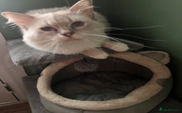 Mixed Breed cats for sale: Raggdoll x Kittens ready now  - Image 7