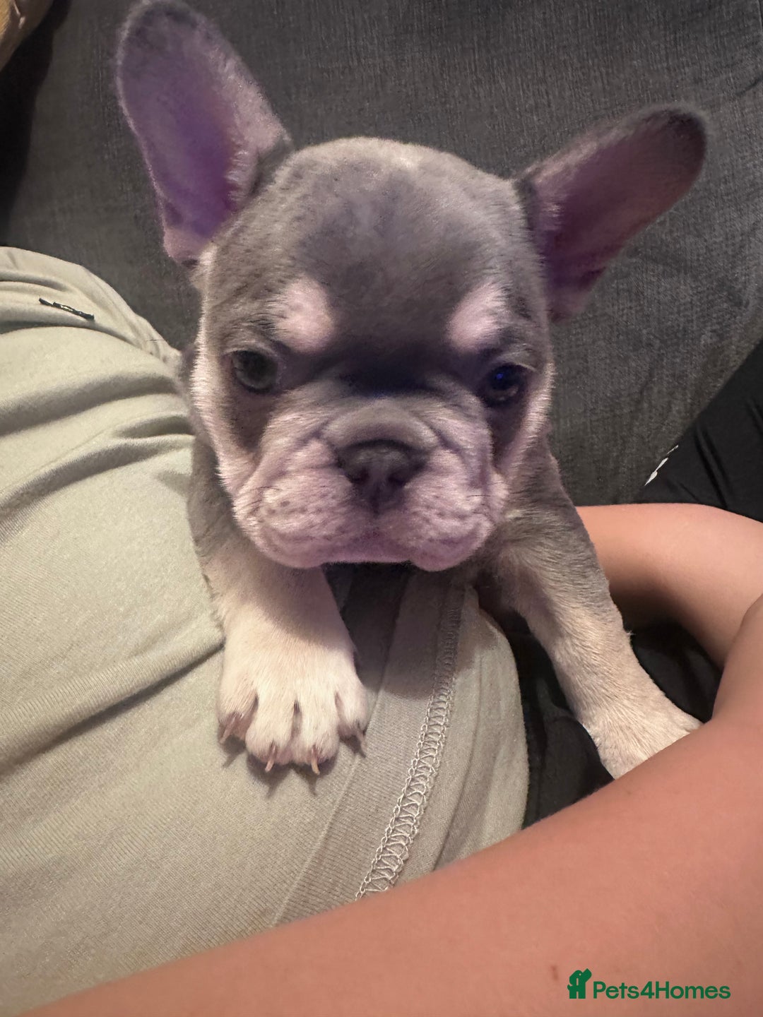 French Bulldog dogs for sale: French Bulldog Puppies  - Advert 7