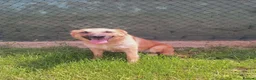 Mixed Breed dogs for adoption: Ruby for adoption!  in Brackley - Advert 14