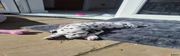 Dalmatian dogs for sale: Dalmatian pups BAER+/+*Ready 24th April** - Advert 28