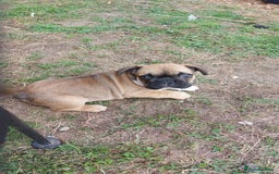 French Bulldog dogs for sale: BINGO  - Image 20