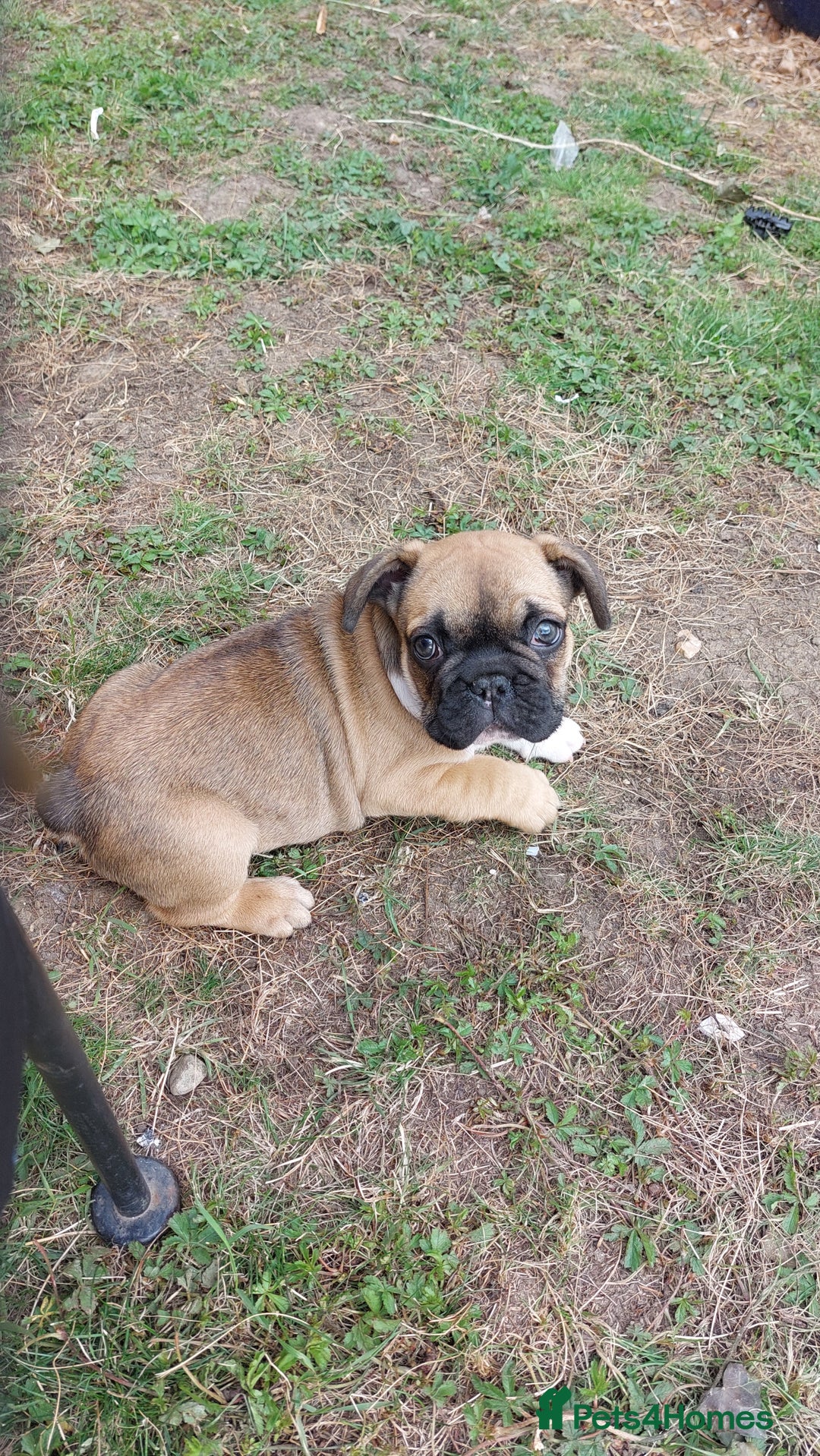 French Bulldog dogs for sale: BINGO  - Image 20