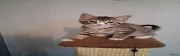 Mixed Breed cats for sale: KITTEN URGENT!!! in Cowdenbeath - Advert 2