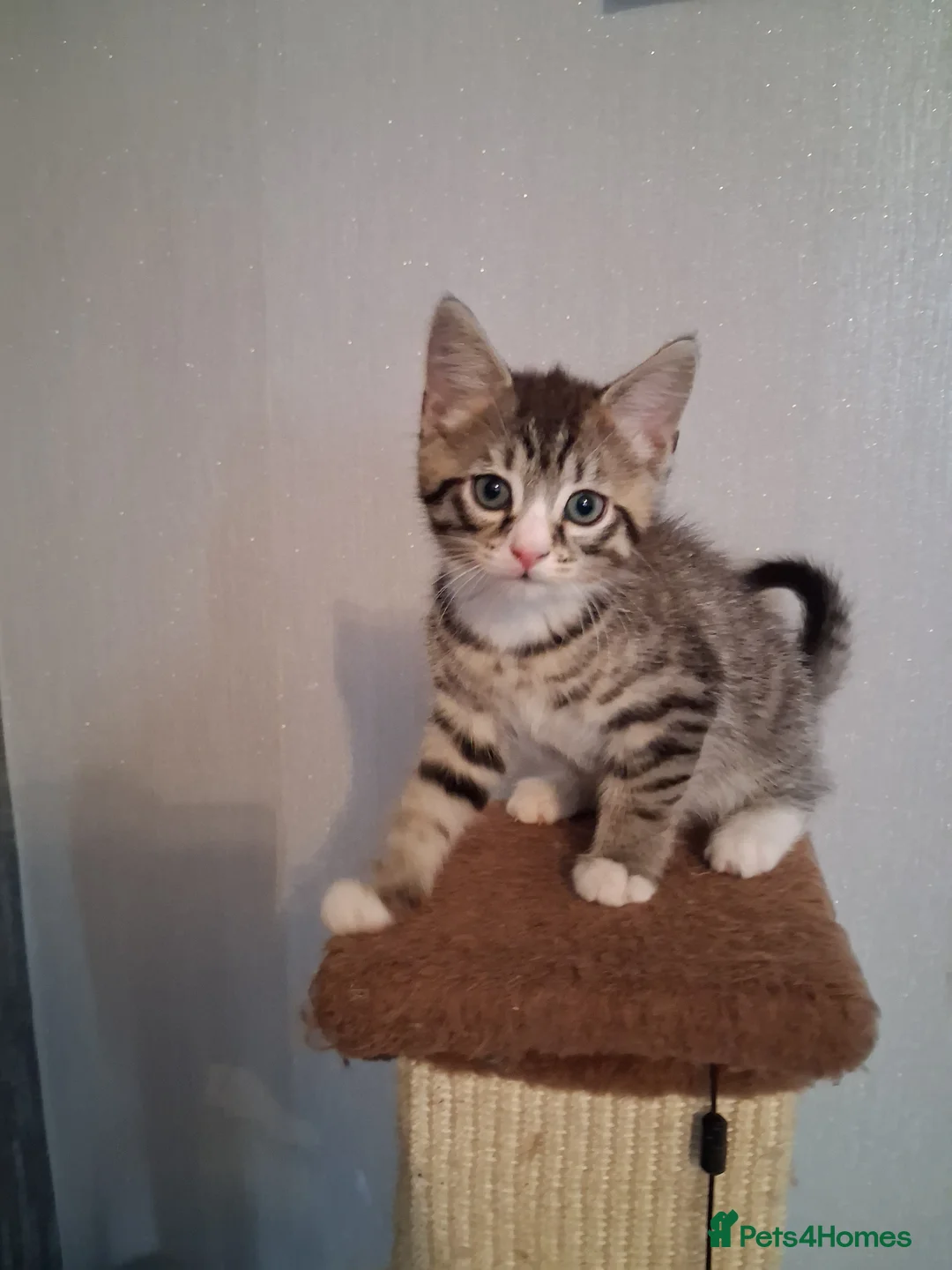 Mixed Breed cats for sale: KITTEN URGENT!!! in Cowdenbeath - Advert 2