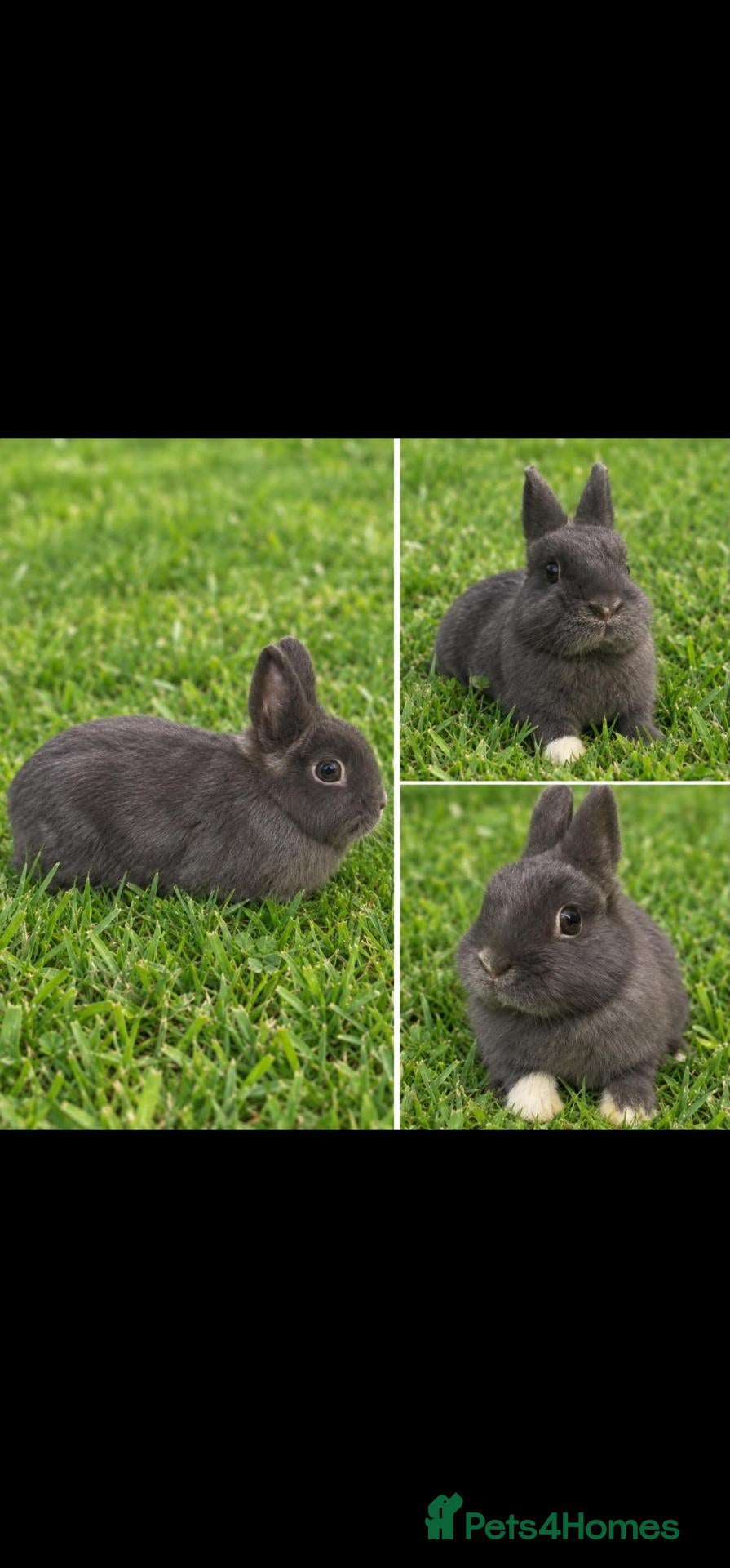 Netherland Dwarf rabbits Blue Netherland Dwarf Doe - Advert 1