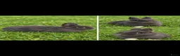 Netherland Dwarf rabbits for sale: Blue Netherland Dwarf Doe - Advert 1