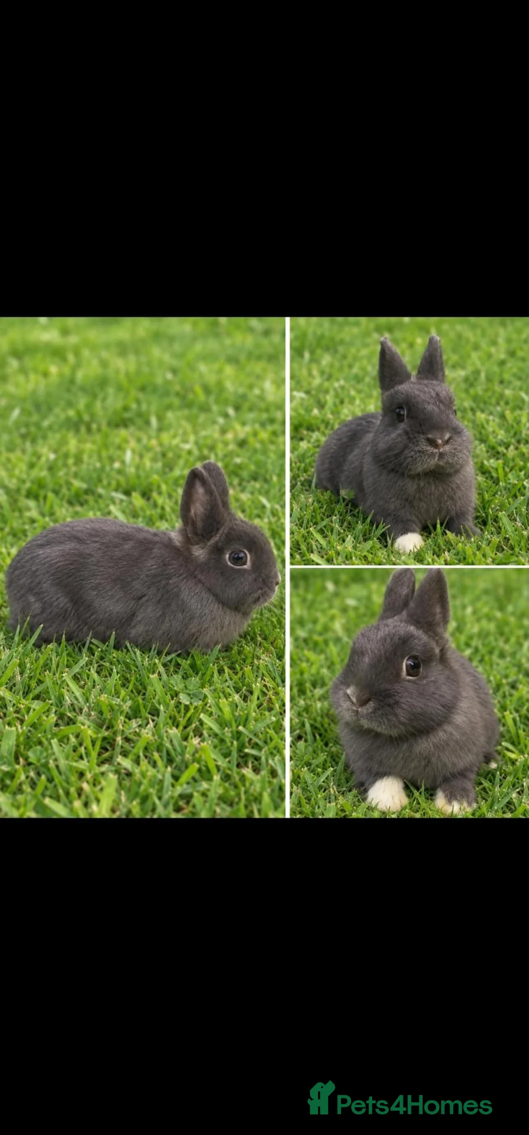 Netherland Dwarf rabbits for sale: Blue Netherland Dwarf Doe - Advert 1